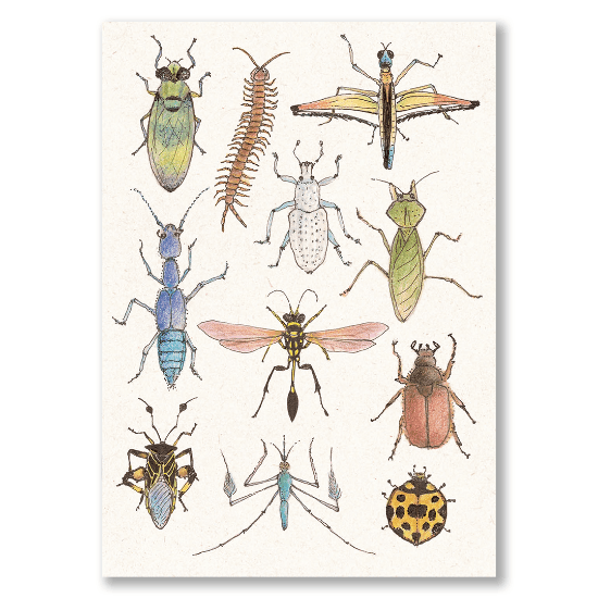 Cuaderno Bichos