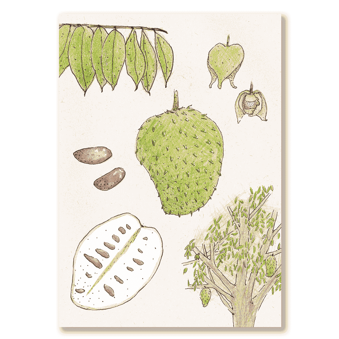 Cuaderno Guanábana