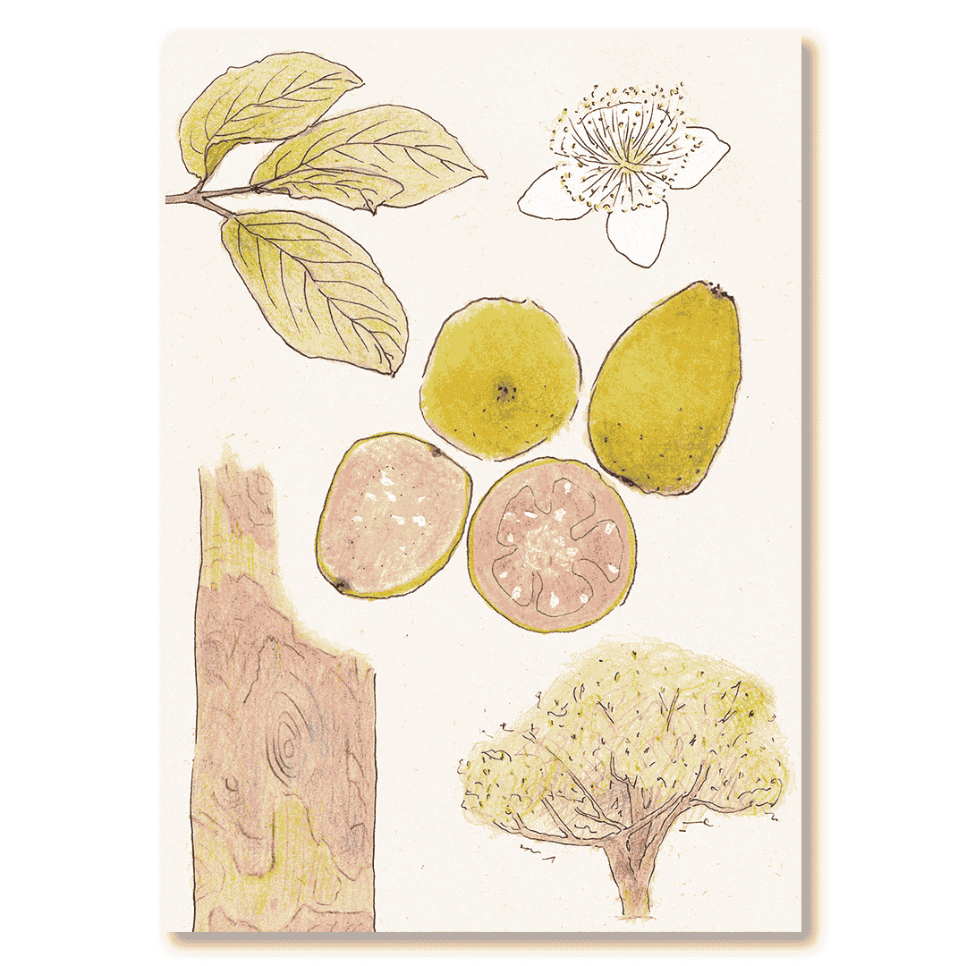 Cuaderno Guayaba